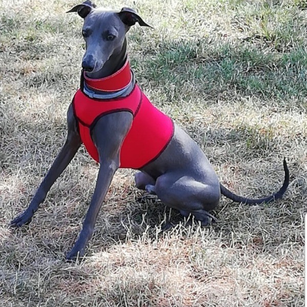 PICCOLO Lebrel Italiano, Ropa y Arnés
