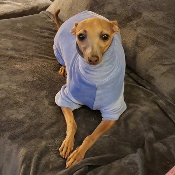 JERSEY DE CORALINA CELESTE